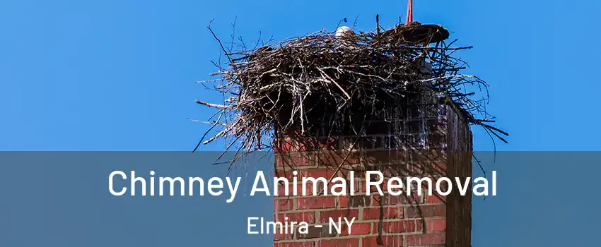 Chimney Animal Removal Elmira - NY