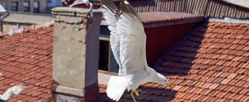 Residential Chimney Animal Removal Solution in Elmira, NY