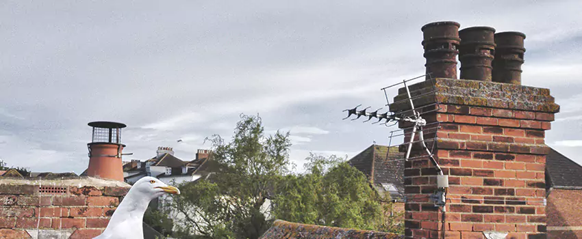 Chimney Cleaning And Restoration in Elmira, New York